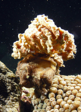 redeye sponge crab (Dromia erythropus)