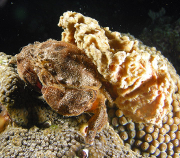 redeye sponge crab (Dromia erythropus)