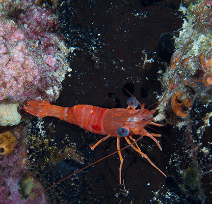 Red Night Shrimp (Cinetorhynchus manningi)