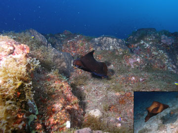 A large, shell-less sea slug swimming over an algae covered outcropping.  An inset in the lower right corner shows another view of the sea hare.