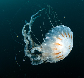 Sea Nettle (Chrysaora quinquicirrha)