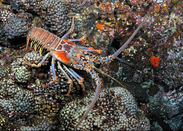 Spiny lobster walking across the reef at Stetson Bank