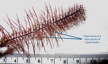 Tiny lobsters hidden in the branches of a black coral sample that is laid out next to ruler for size comparison