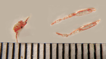 A squat lobster displayed in three parts, with the main body to the left and two pincers to the right, all next to a ruler for scale