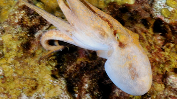 Two Spot Octopus jetting across reef