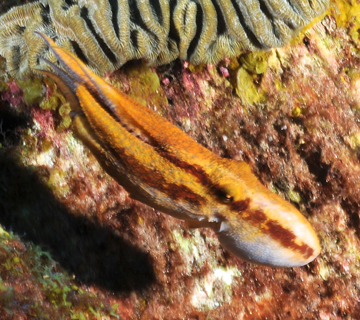 Caribbean Two-Spot Octopus swimming away (Octopus filosus)