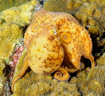 Caribbean Two-Spot Octopus (Octopus filosus)