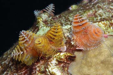 Four pairs of Christmas tree worm gills visible on the surface of a coral head.  On pair is orange, two are yellow, and one is white.