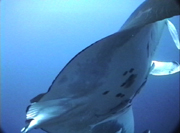 Belly view of manta ray M1
