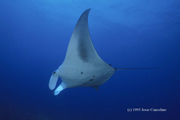 Belly view of manta ray M2