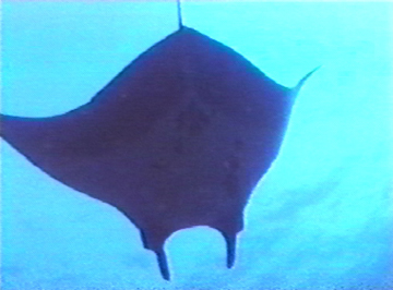 Belly view of manta ray M3 swimming away from photographer