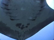 Belly view of manta ray M4