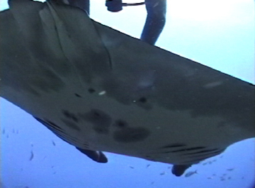Belly view of manta ray M4 with diver partially visible above.