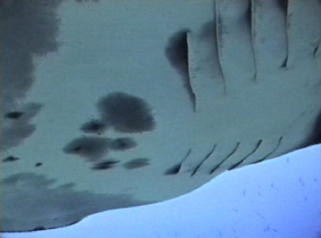 Close up belly view of manta ray M4