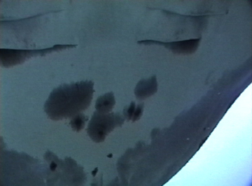 Close up belly view of manta ray M4