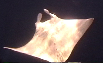 Belly view of manta ray M5 swimming toward photographer