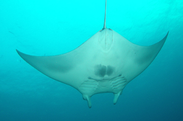 Belly view of manta ray M6 swimming away from photographer