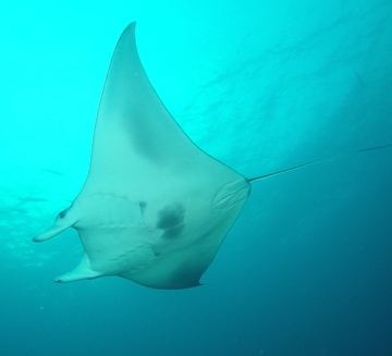 Belly view of manta ray M6 swimming to the left
