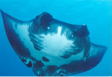 Belly view of manta ray M7 swimming toward the photographer