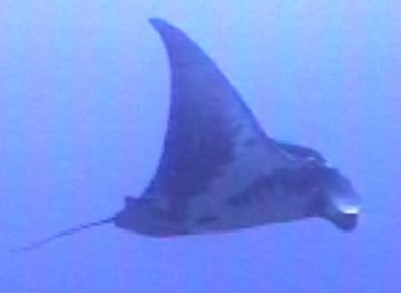 Belly view of manta ray M7 swimming to the right