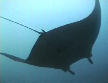 Belly view of manta ray M9 swimming to the right