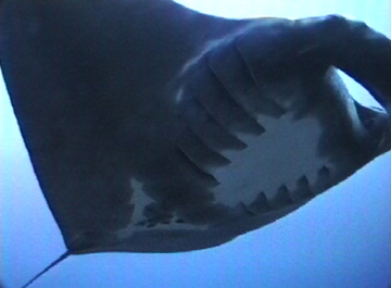 Close up belly view of manta ray M10 swimming to the right.