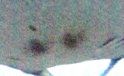Digital enhancement showing a spot and two square-like blotches near the mouth of manta ray M11