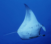 Belly view of manta ray M12