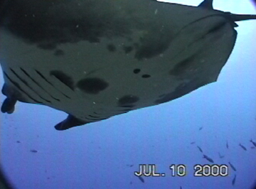 Close up belly view of manta ray M14 swimming to the left.