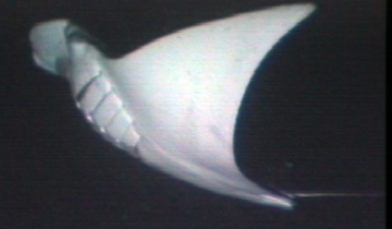 Side view of manta ray M17 swimming to the left.