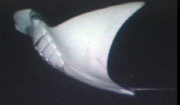 Belly view of manta ray M17