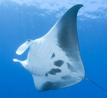 Belly view of manta ray M18 swimming to the left
