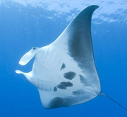 Belly view of manta ray M18