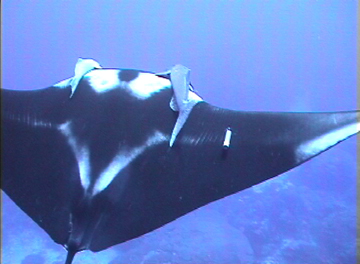 Top view of manta ray M18 as it swims way from the photographer. A remora is attached above each eye of the manta.  An acoustic tag is visible on the right fin.
