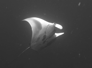 Belly view of manta ray M18 swimming to the right.  A remora is attached in between the two cephalic fins.