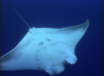 Belly view of manta ray M19 swimming away from photographer