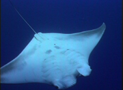 Belly view of manta ray M19