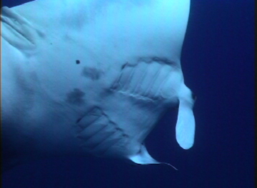 Close up belly view of manta ray M19