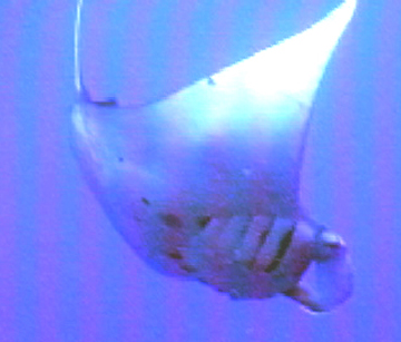 Belly view of manta ray M21 swimming to the right
