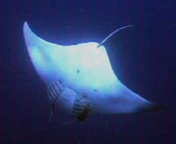 Belly view of manta ray M23 swimming away from photographer.  A remora is attached to the ray below the right eye.
