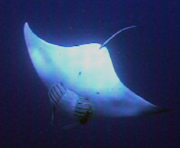 Belly view of manta ray M23