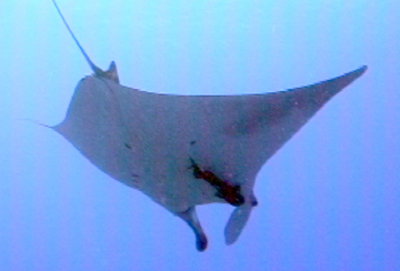Belly view of manta ray M23 swimming to the right.  A remora is attached to the ray below the right eye.