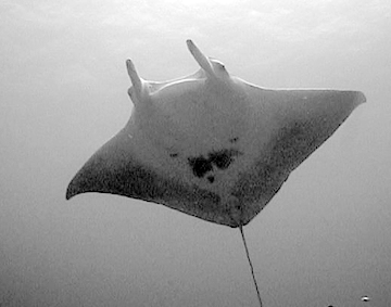 Belly view of manta ray M25 swimming toward the photographer