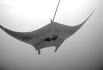 Belly view of manta ray M25 swimming away from photographer
