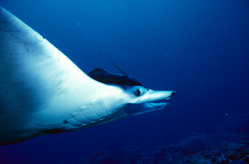 Side view of manta ray M25 swimming to the right.  A remora is attached to the ray above the right eye.