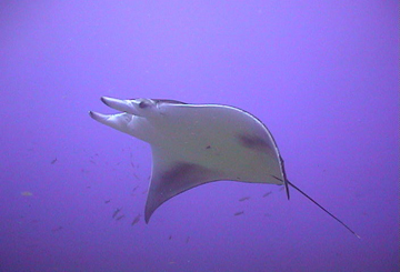 Belly view of manta ray M27 swimming to the left.