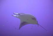 Belly view of manta ray M27