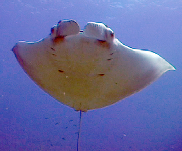 Belly view of manta ray M28 swimming toward the photographer