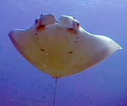 Belly view of manta ray M28