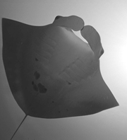 Belly view of manta ray M29